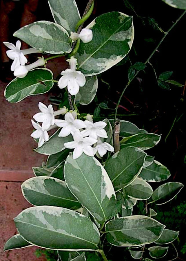 LIVE Cuttings - 7” Variegated Stephanotis Madagascar Jasmine - Fragrant Climbing Plant (Stephanotis floribunda)