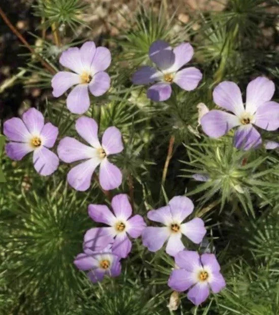 Linanthus grandiflorus Mountain Fox Seeds - 1000+ Premium Wildflower Seeds for Garden, Native Plant Enthusiasts