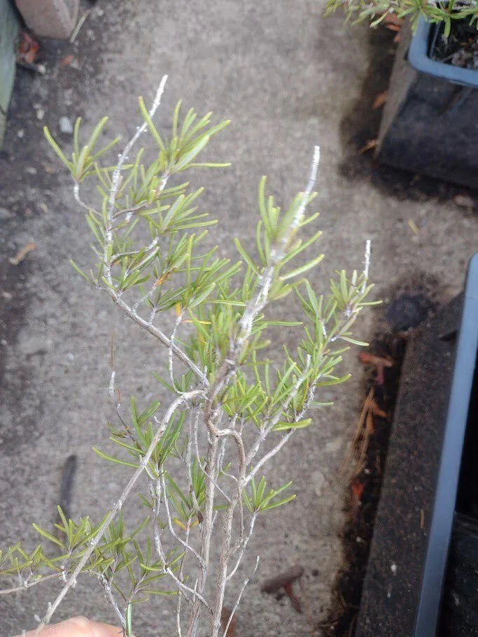 Live Rosemary Houseplant, Organic Perennial, 3-4 ft, Blue Flowers, Rosmarinus officinalis, Cold-Hardy, Aromatic Herb, Zones 6-11