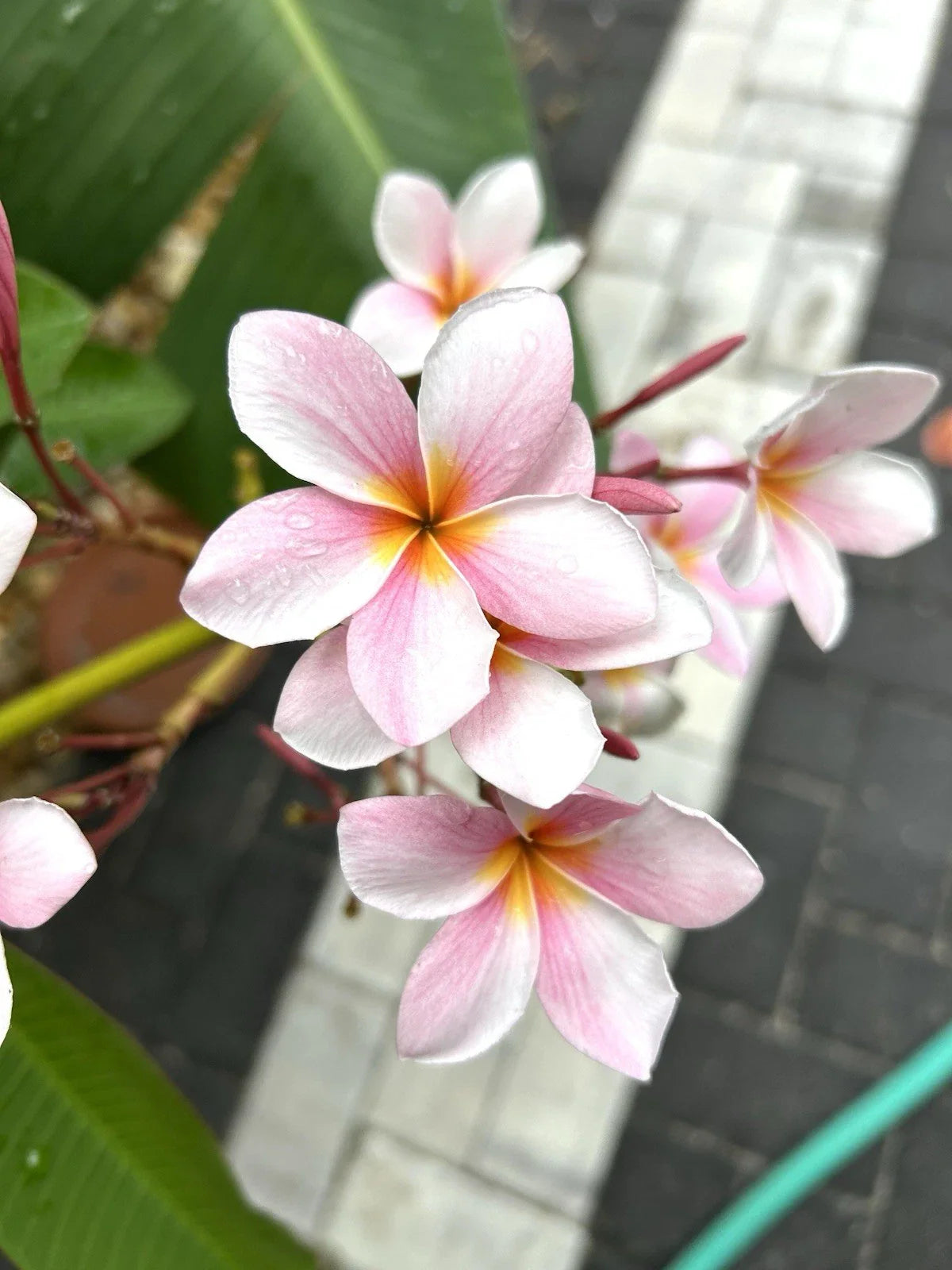 Rooted Plumeria Cutting, Light Pink Semi Dwarf Variety, Frangipani Plant, 16+ Inches