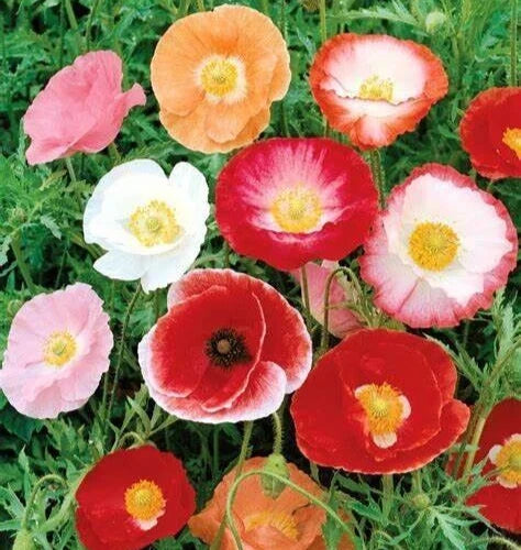 Double Shirley Poppy Seeds - 2000+ Mixed Annual Flower Seeds - Papaver Rhoeas - Garden Planting