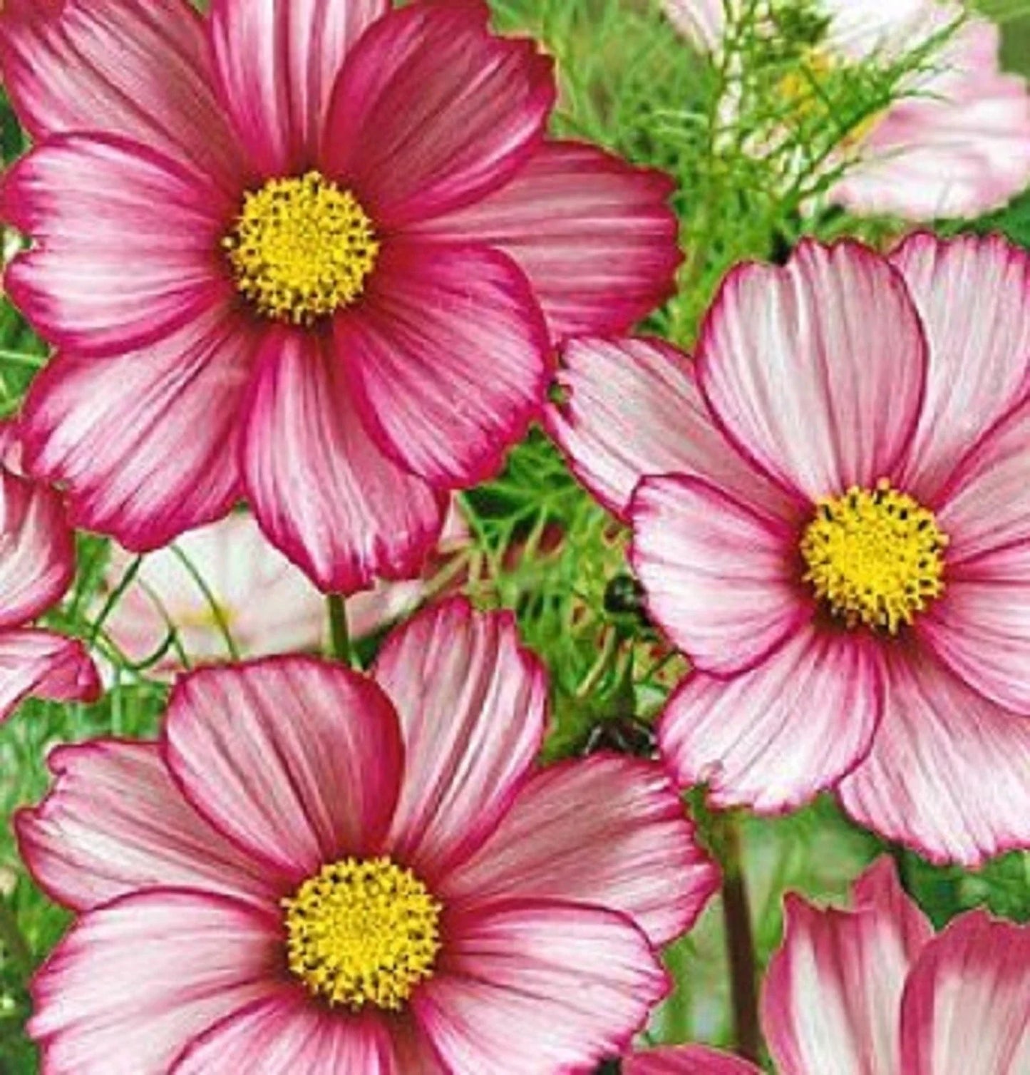 Cosmos Seeds - Candystripe - 100 Seeds - Colorful Flower Seeds for Garden (Cosmos bipinnatus)