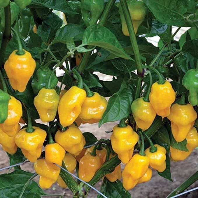 Trinidad Perfume Pepper Seeds - 10 Seeds for Planting - Capsicum chinense - Grow Your Own Food