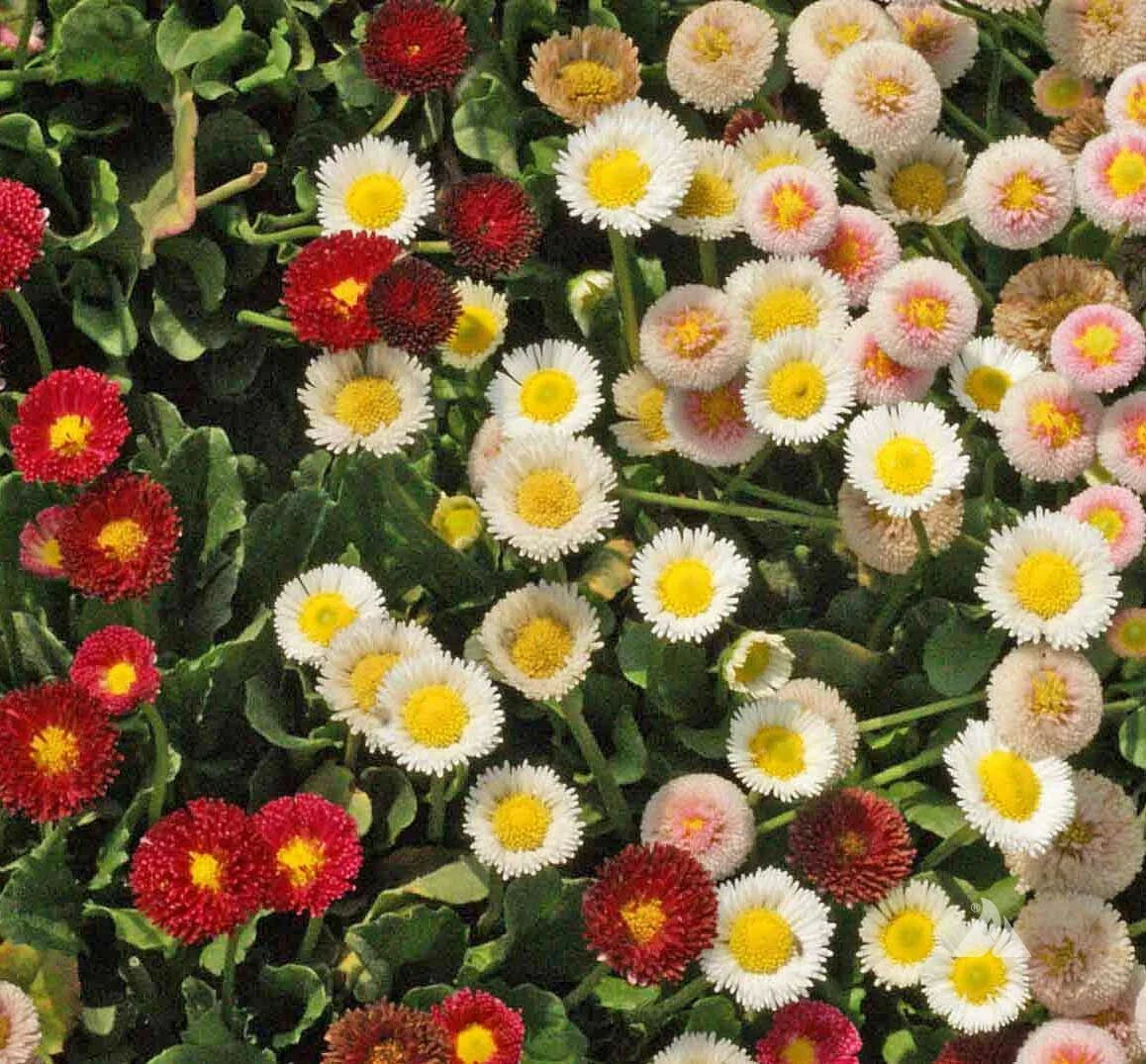 English Daisy Wildflower Seeds, Bellis perennis, Variety Sizes, Non-GMO, Heirloom, Easy to Grow, Free Shipping