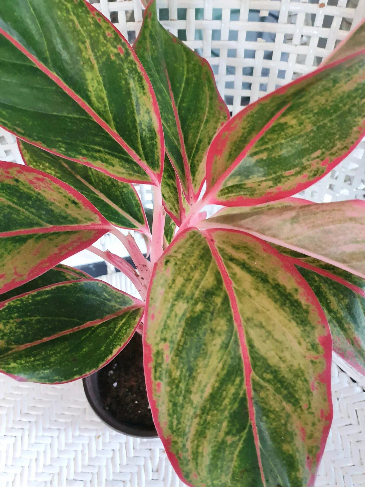 Chinese Evergreen Plant Bare Rooted Aglaonema 'Siam Aurora' | Indoor Houseplant, Tropical Foliage, Low Light