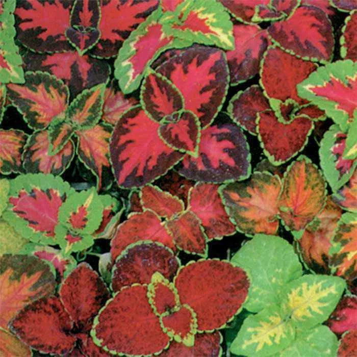 Coleus Seeds Rainbow Mix 350+ Pack for Shade Garden Container Houseplant Groundcover - Easy to Grow
