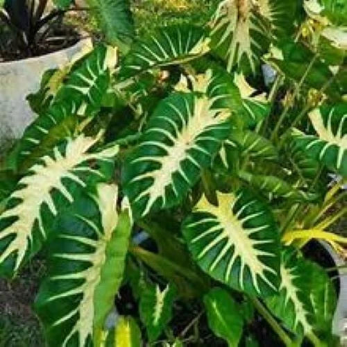 Maui Sunrise Colocasia esculenta Small Rooted Starter Plant Royal Hawaiian