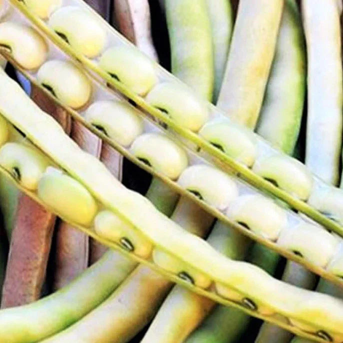 Cream Pea Seeds - 50+ Count - Non-GMO Heirloom - Top Pick for 2025 Planting - Perfect for Home Gardens