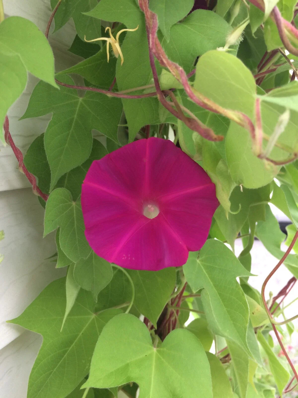 Morning Glory Seeds - Dark Pink - 20 Seeds - Ipomoea purpurea