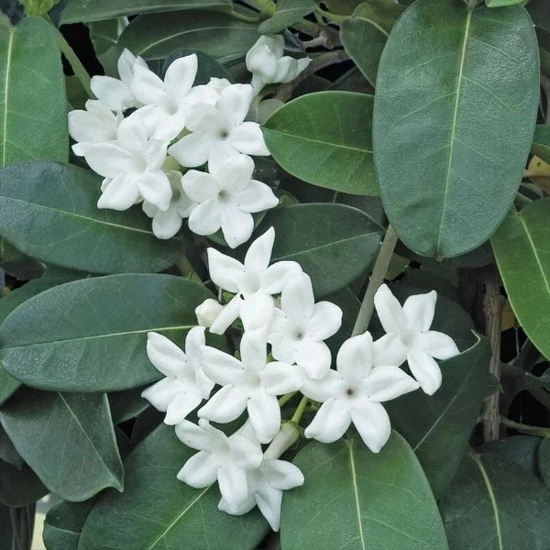 Madagascar Jasmine Starter Plant - Small Rooted Green Leaf Stephanotis - Fragrant Indoor Houseplant (Stephanotis floribunda)
