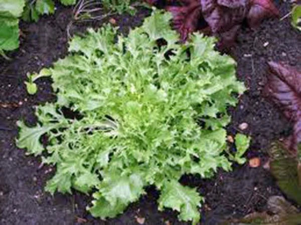 Heirloom Lettuce Seeds - Endive Broadleaf Batavian, 25+ Seeds, Tasty Lettuce for Home Garden, Organic Gardening