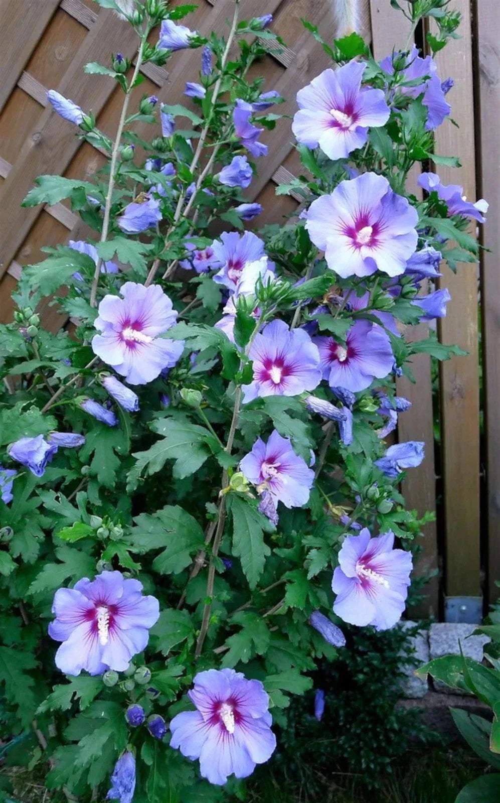 Live Rose of Sharon Plant - Blue Bird Variety, Hibiscus syriacus, Blue/Violet Flowers