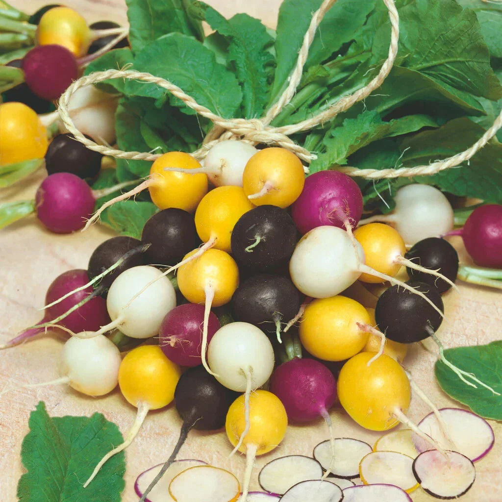 Halloween Mix Radish Seeds - 500+ Count for Garden Planting - USA Grown - Fast Germination, Organic Variety