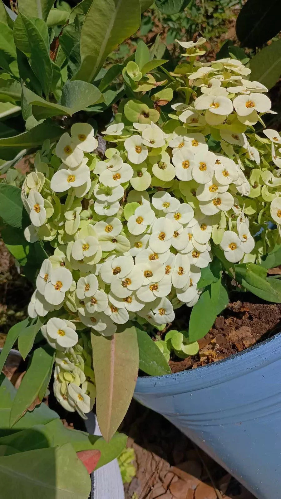 Crown of Thorns Cutting 1 Count White w/ Yellow Center Euphorbia milii