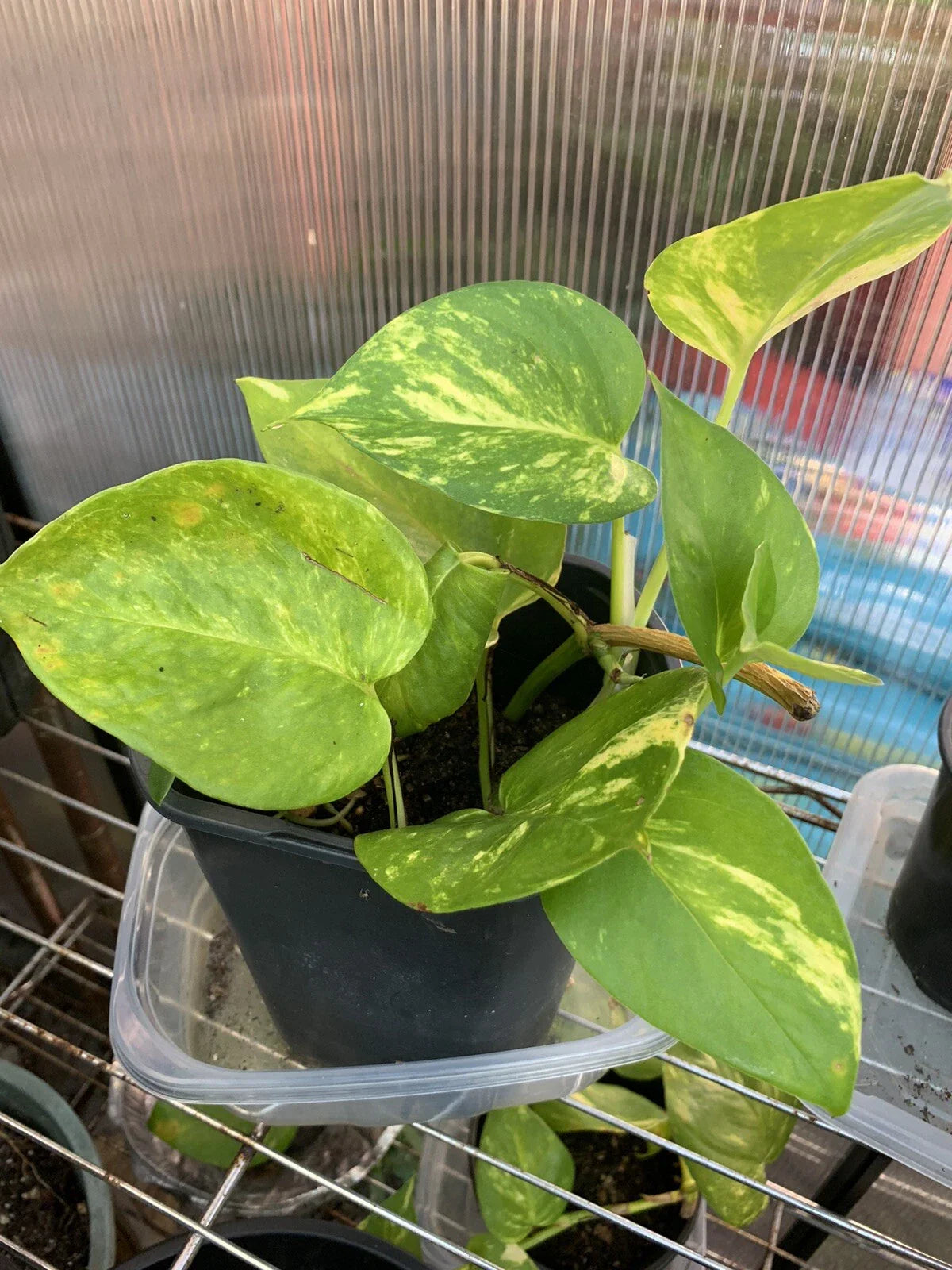 Pothos Live Plant Cuttings - 4 Rooted Cuttings, Indoor/Outdoor Variety, Epipremnum aureum