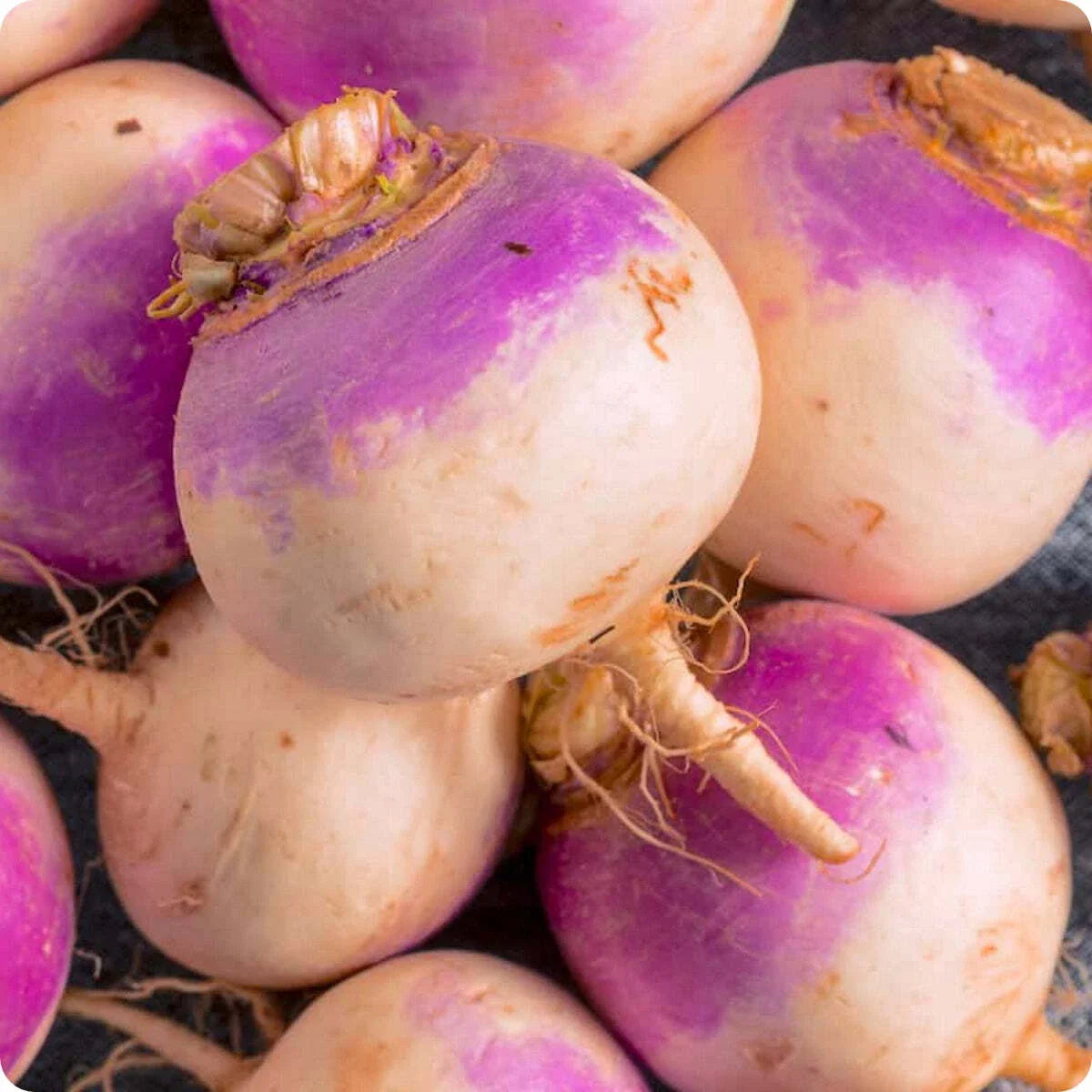 Laurentain Rutabaga Seeds 300+ Non-GMO Vegetable Brassica Napus for Home Gardening, USA Supplier