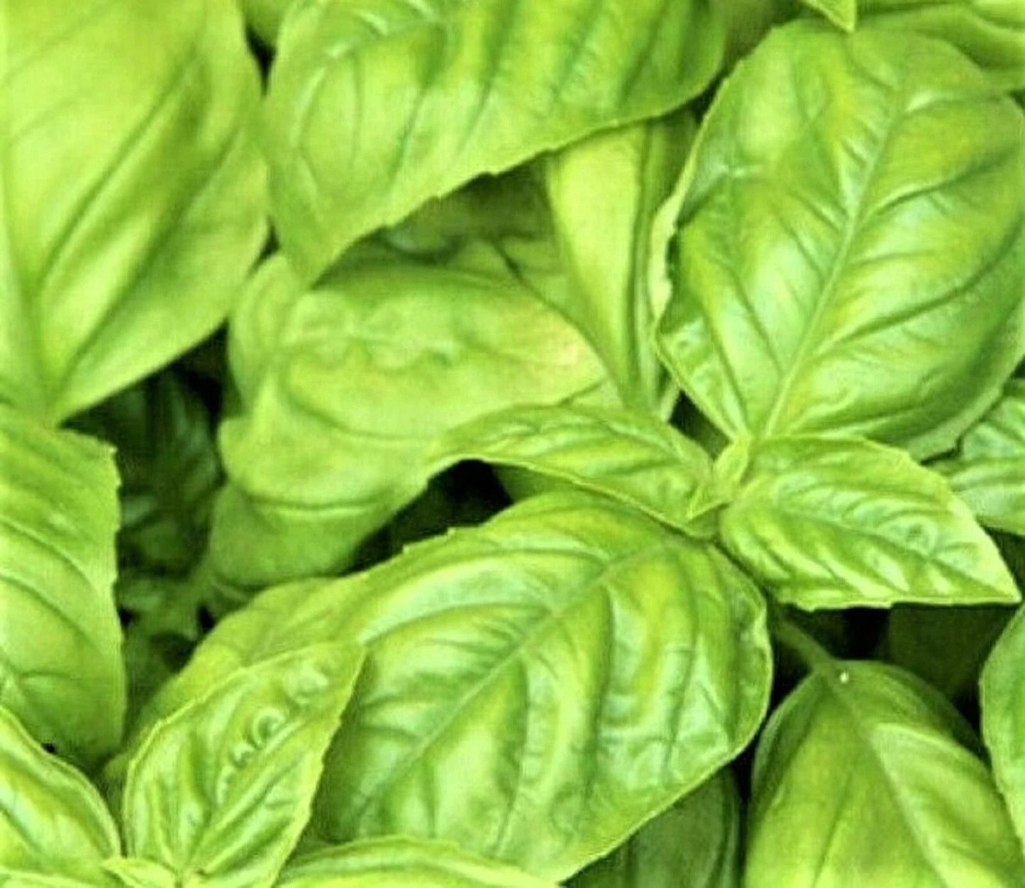 Large Leaf Italian Basil Seeds 300+ Non-GMO Herb Seeds for Planting, Ocimum basilicum