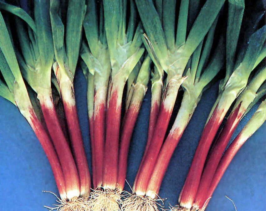 Red Beard Japanese Bunching Onion Seeds | Rare Violet Stalk Scallion | Allium fistulosum
