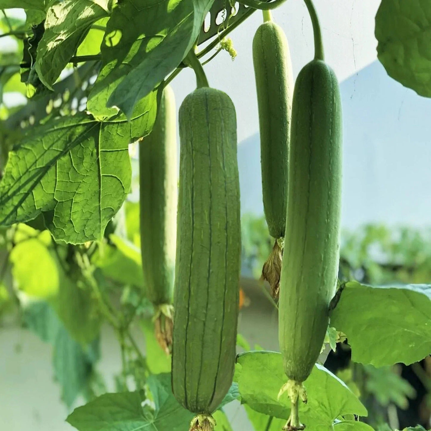 Tri Leaf Smooth Luffa Gourd Seeds - Medium Wide Sponge Variety - Perfect for 2025 Planting - Luffa cylindrica