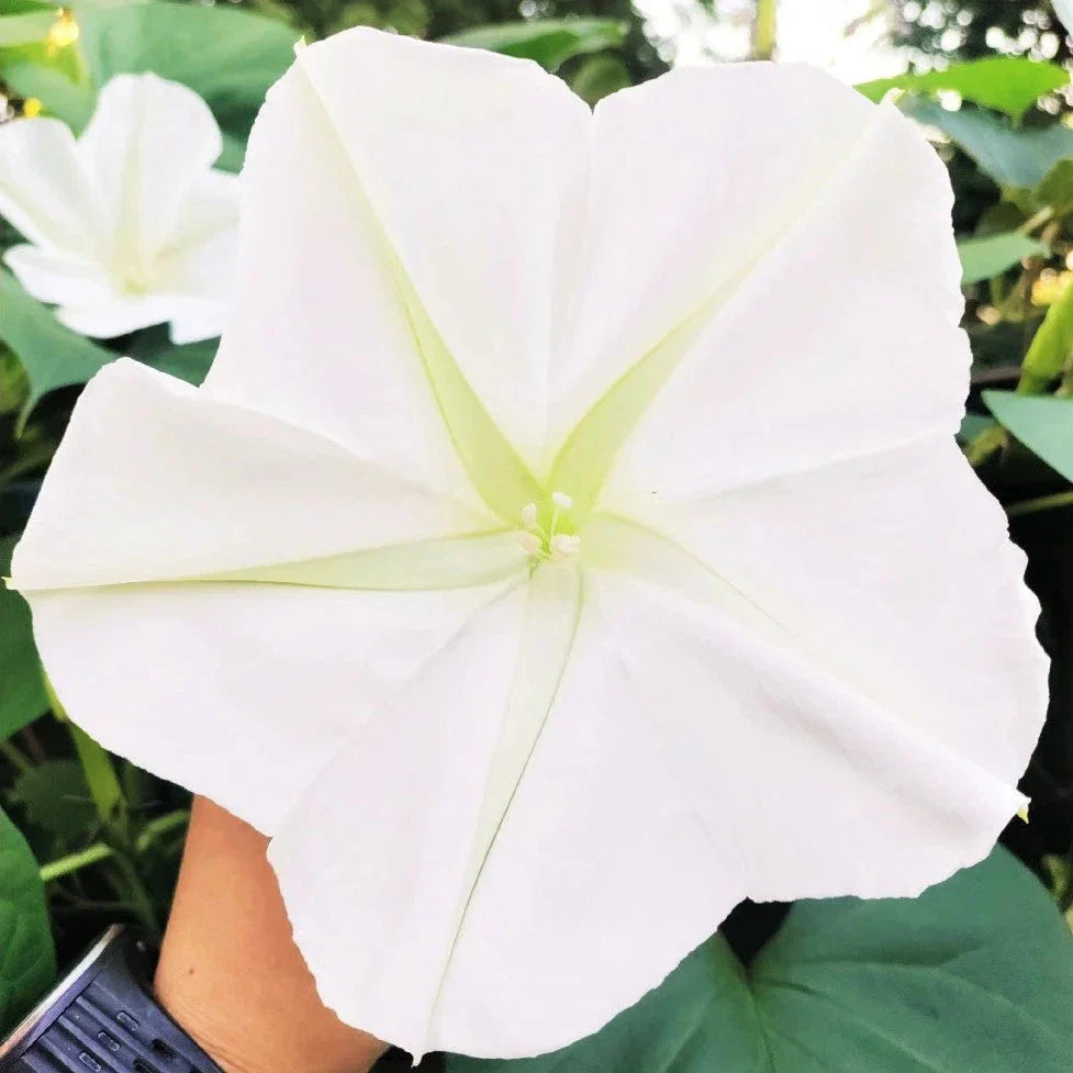 Moon Flower Seeds - Large Tropical Variety - Ipomoea Alba - Perfect for 2025 Planting