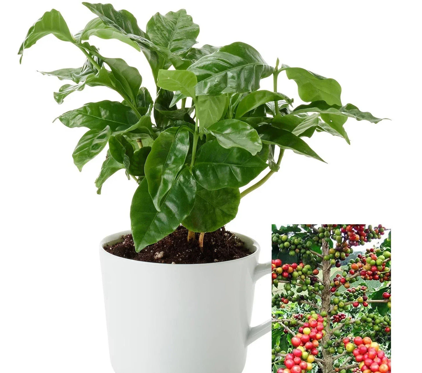 Coffee Arabica Tree Seeds - 10 to 110 Seeds - Air Purifying Houseplant - Easy Grow Coffee Plant (Coffea arabica)
