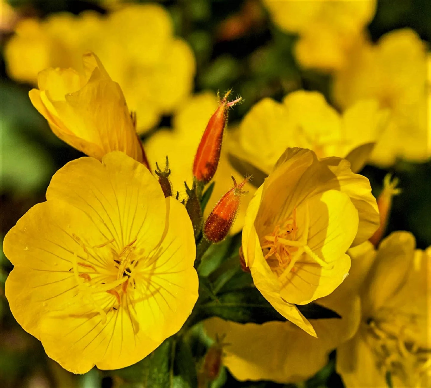 Evening Primrose Seeds, 500+ Non-GMO, Oenothera biennis, Buy 4 Get Free Shipping
