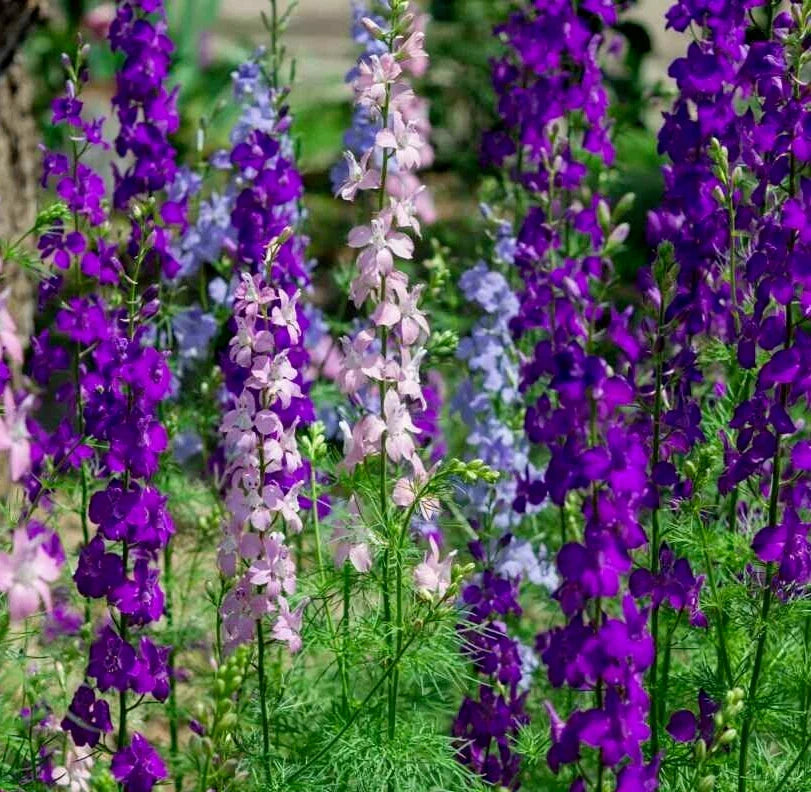 Larkspur Seeds 200+ "Rocket" Mix Purple White Annual Flower Delphinium ajacis Free Shipping