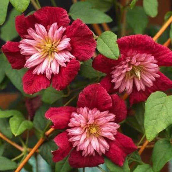 Double Red Clematis Seeds - 25 Large Bloom Climbing Perennial Garden Flower - Clematis 'Jackmanii'