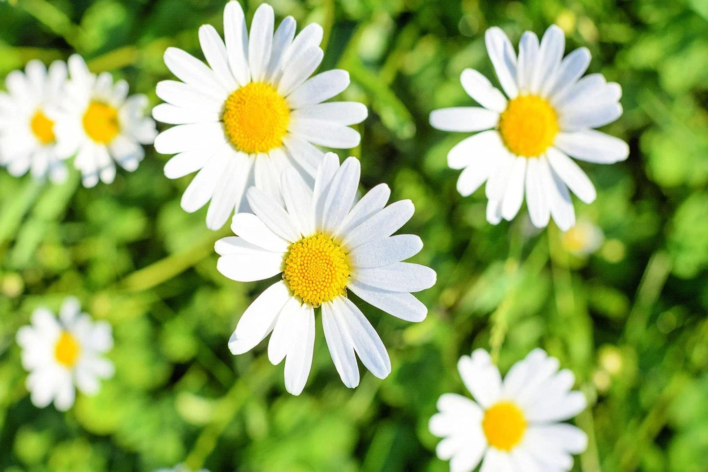 1,000 White Daisy Seeds - Shasta Daisy - Easy to Grow Perennial Flower - Leucanthemum superbum