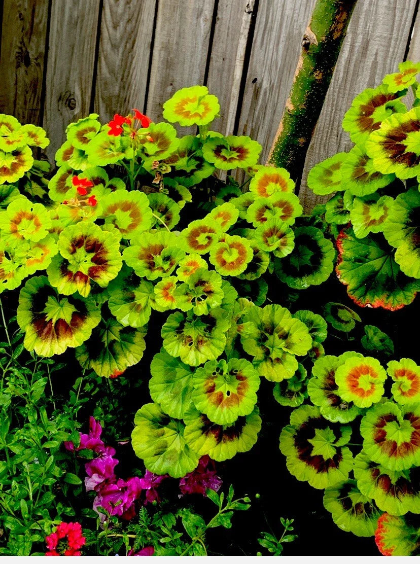 Variegated Geranium Cuttings - 3 Beautiful 6” Cuttings - Pelargonium spp.