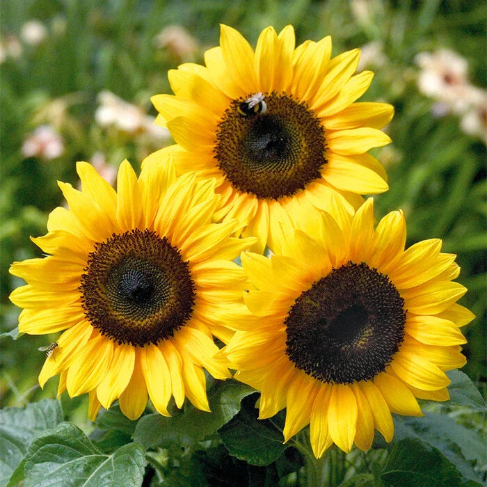 Sunflower Seeds - Bert Sunflower Seeds - Fresh Non-GMO Seeds - Helianthus annuus