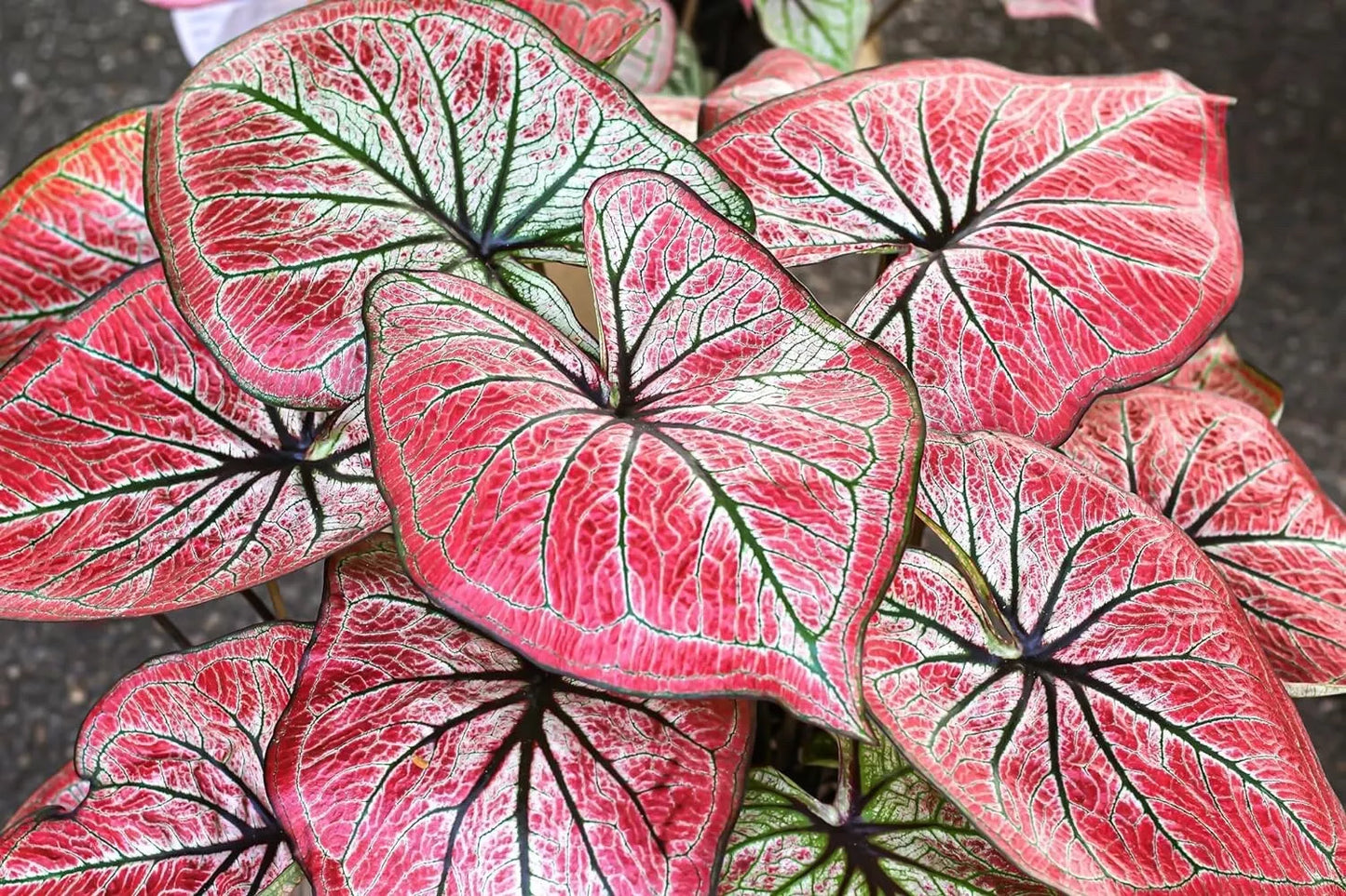 Scarlet O'Hara Caladium Bulbs - 6 Count, Colorful Perennial, Perfect for Planting - Caladium bicolor