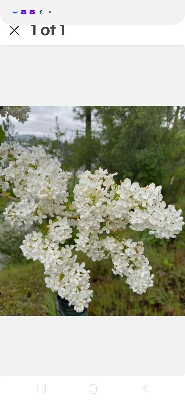 Jumbo Bare Root Lilac Bush, White Variety, Syringa vulgaris, Includes Planting Instructions, Set of 5