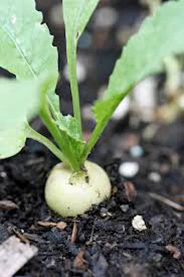 Radish Seeds - Hailstone White Heirloom, Non-GMO, 50+ Seeds - Raphanus sativus