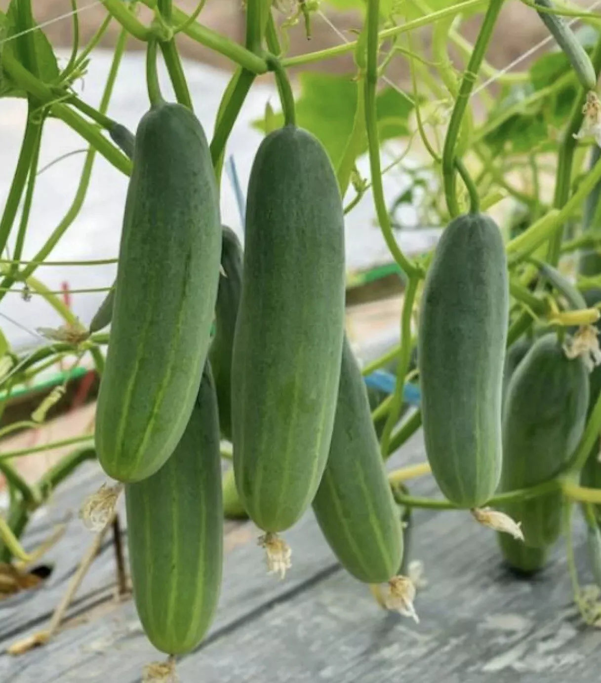 Cucumber Seeds 50+ Pack - Marketer Variety - Non-GMO Pickling - USA Grown Vegetable Garden Seeds