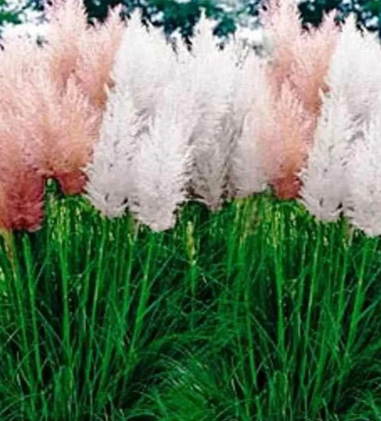 Pampas Grass Seeds Mix - Cortaderia selloana - Decorative Perennial Grass for Landscaping and Dried Arrangements