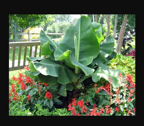Little Prince Musa Banana Plant - Small Rooted Starter Plant - Tropical Indoor Houseplant - Musa acuminata