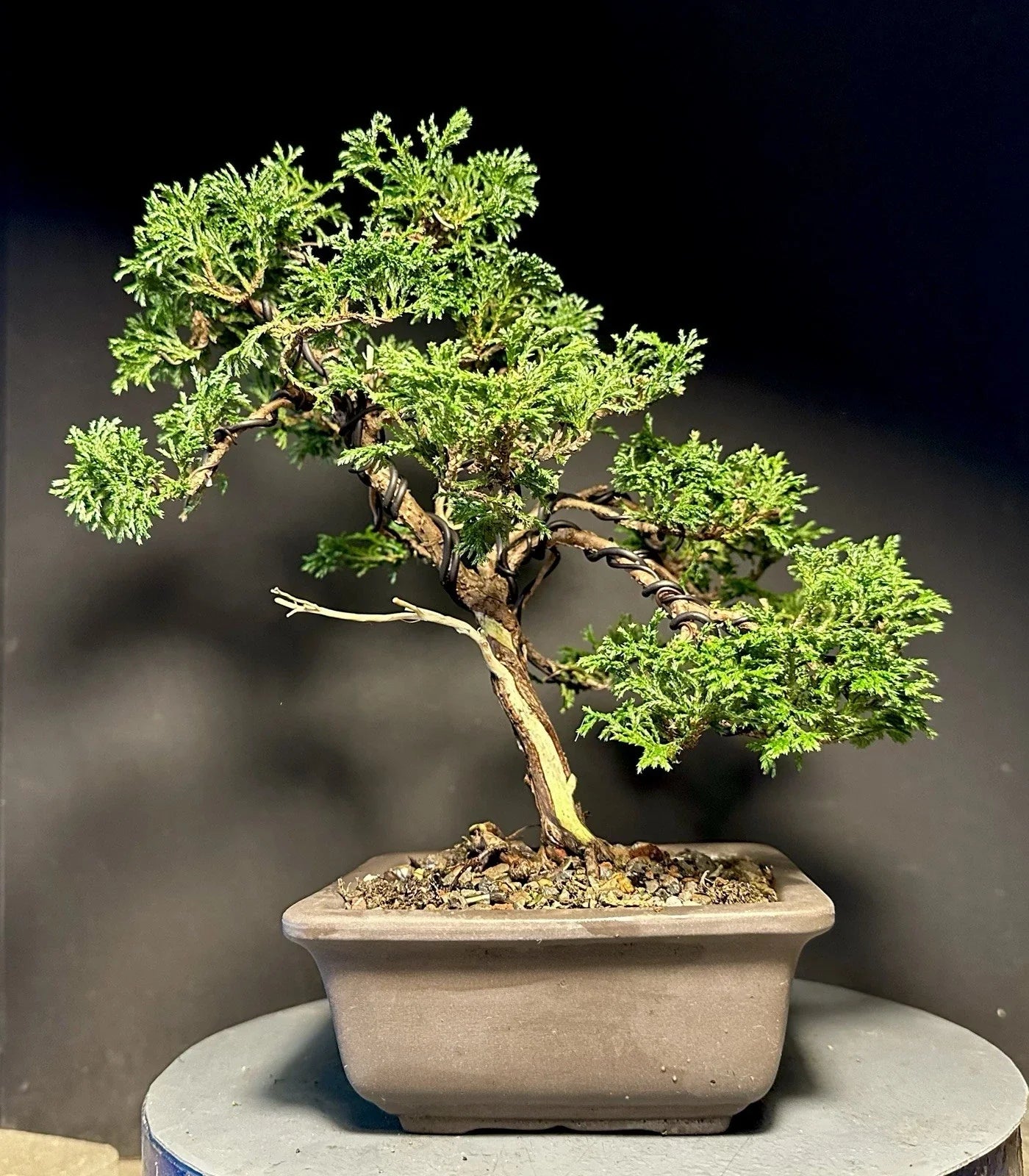 Mame Bonsai Tree 10.5” Chamaecyparis Pisifera Tsukumo Cypress in Japanese Pot