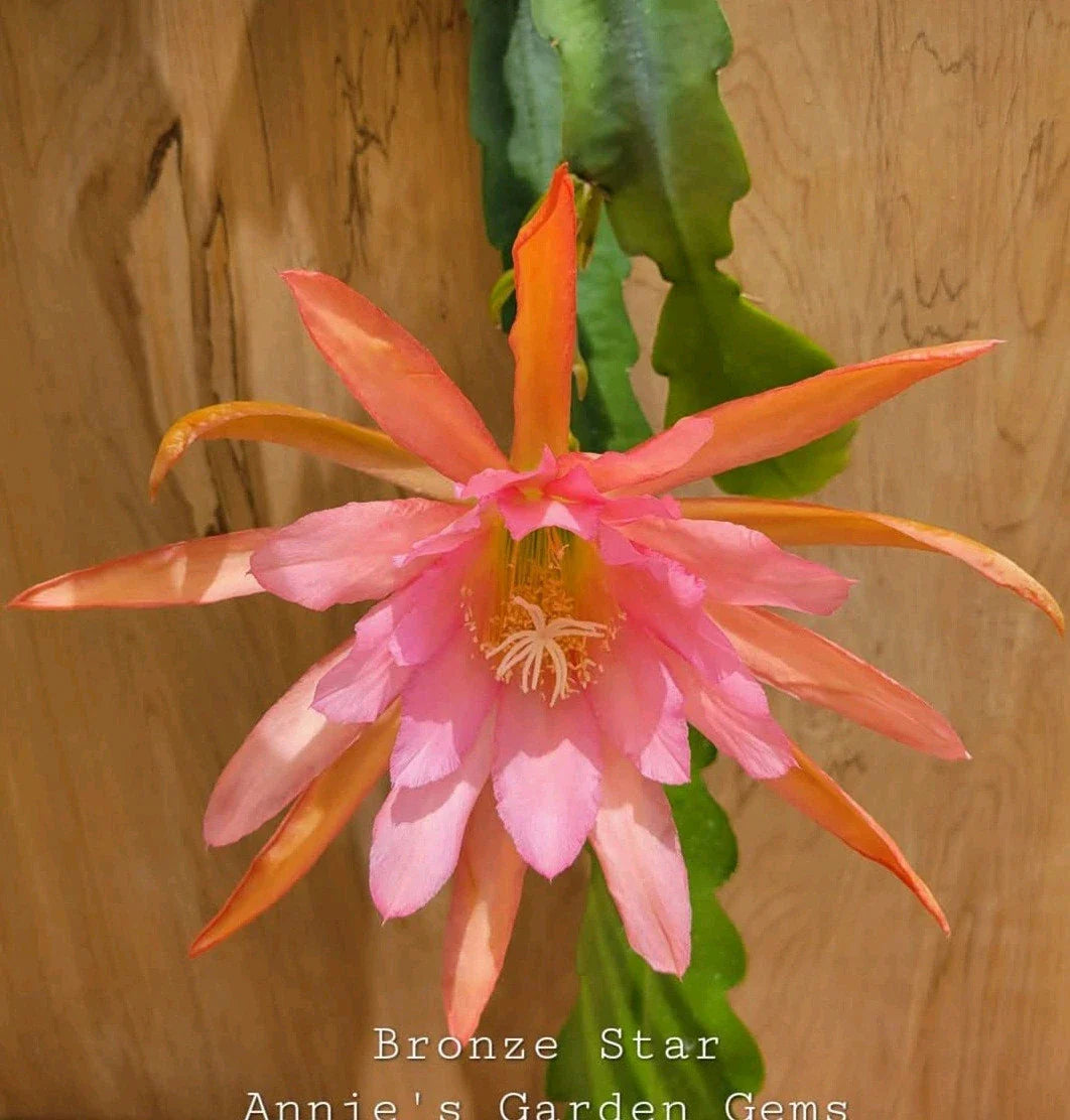 Epiphyllum Bronze Star Orchid Cactus 4 Inch Pot - Well Rooted Plant, Unique Succulent, Exotic Houseplant