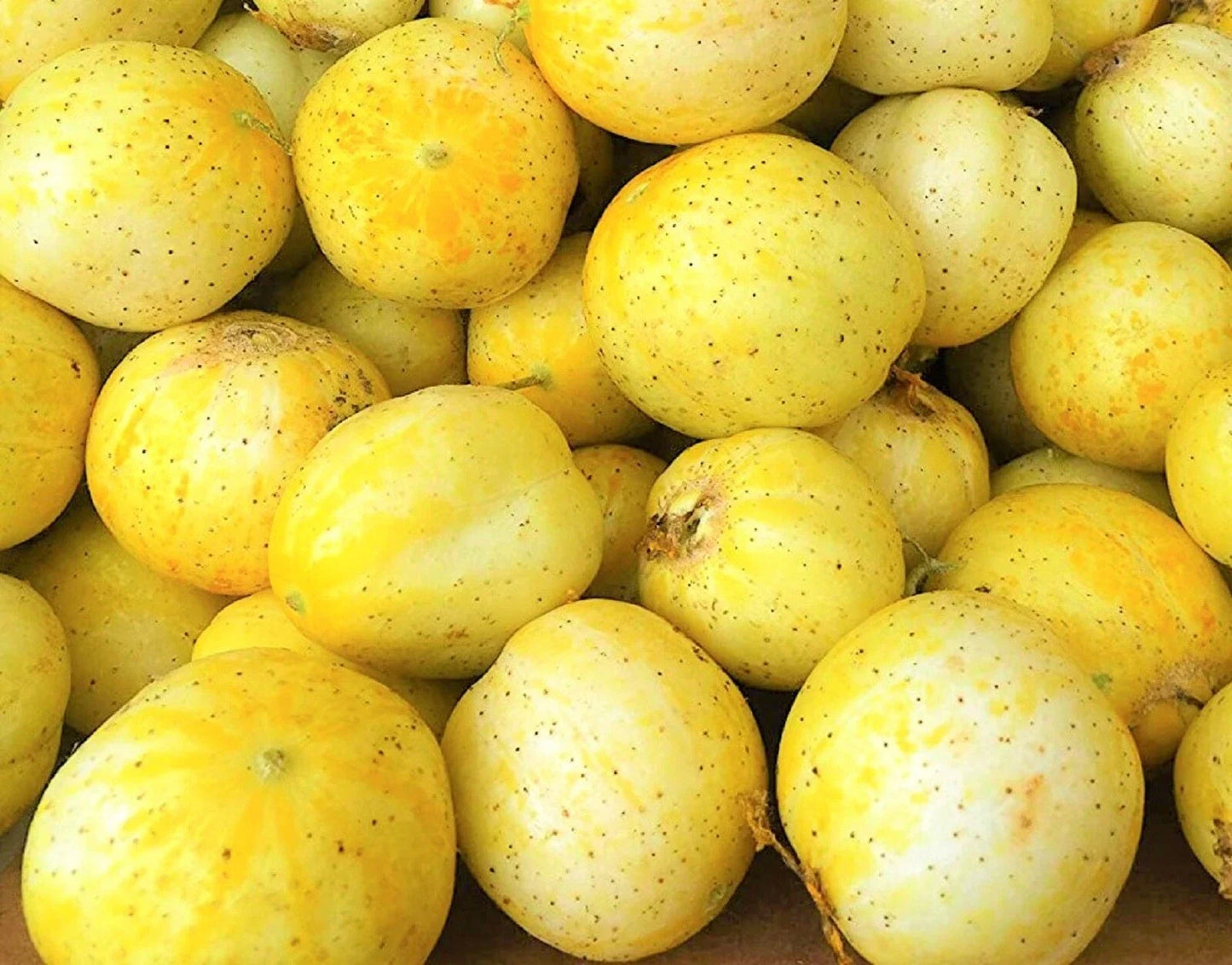 Lemon Cucumber Seeds - 40 Non-GMO Seeds - Cucumis sativus - Heirloom Variety for Home Gardening