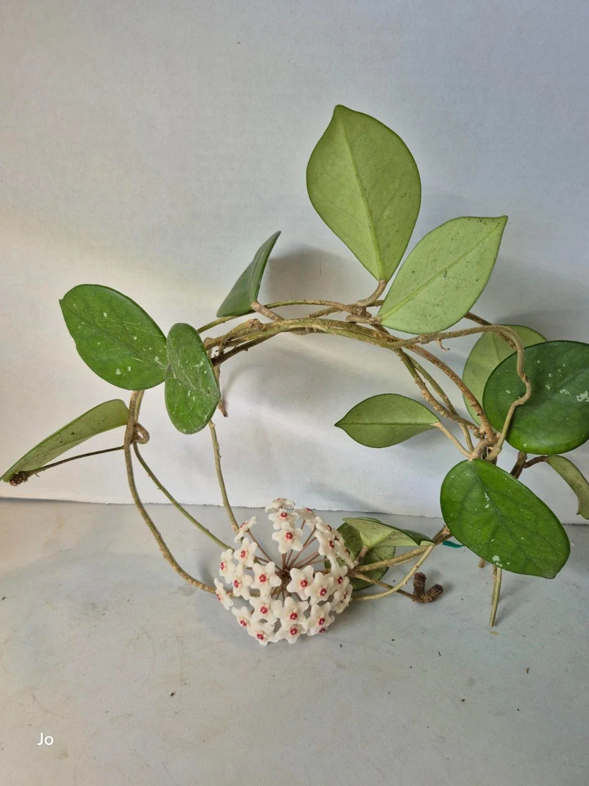 Hoya Cuttings - 3 Dapple Grey Cuttings - Hoya spp. - Perfect for Plant Propagation