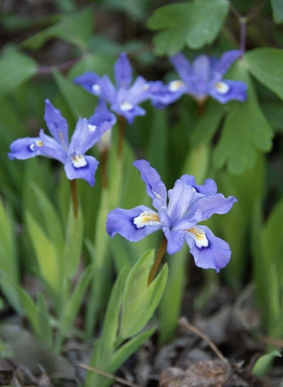 Crested Dwarf Iris Plants Bareroot - 3 Organic Cristatas for Sustainable Wildflower Gardens - Native Medicinal Rhizomes