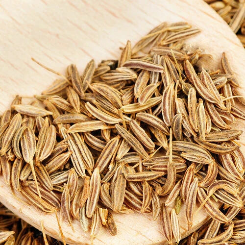 Cumin Herb Seeds for Planting | Heirloom Non-GMO Cuminum cyminum | Organic Culinary Spice Seeds