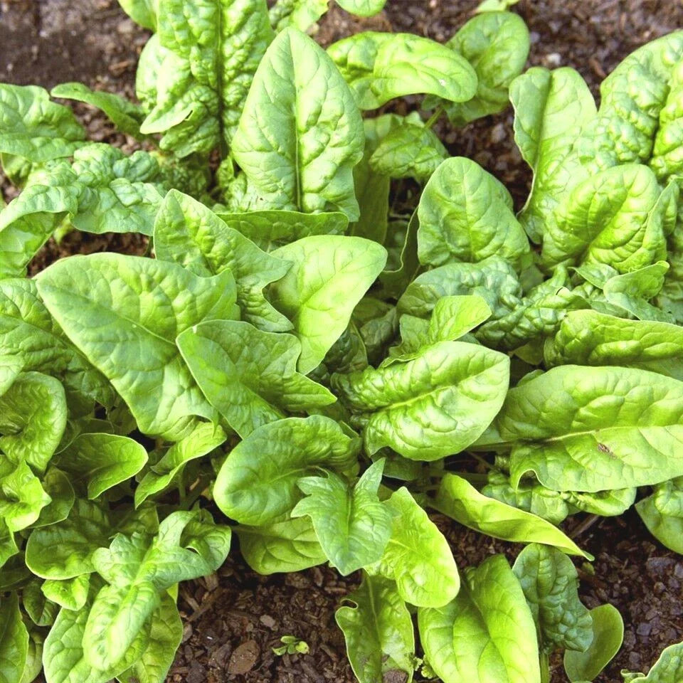 Organic Bloomsdale Spinach Seeds - 200+ Count - Slow to Bolt Variety for Vegetable Garden and Container Gardening
