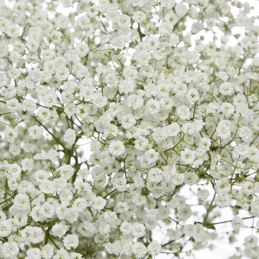 Baby's Breath Seeds - Non-GMO Flower Seeds - Gypsophila paniculata - Ideal for Gardens and Bouquets - Free Shipping