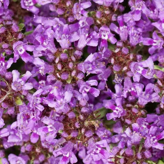Creeping Thyme Seeds - Purple Groundcover Perennial Flowers - Fragrant Non-GMO - 1000 Seeds, Thymus serpyllum