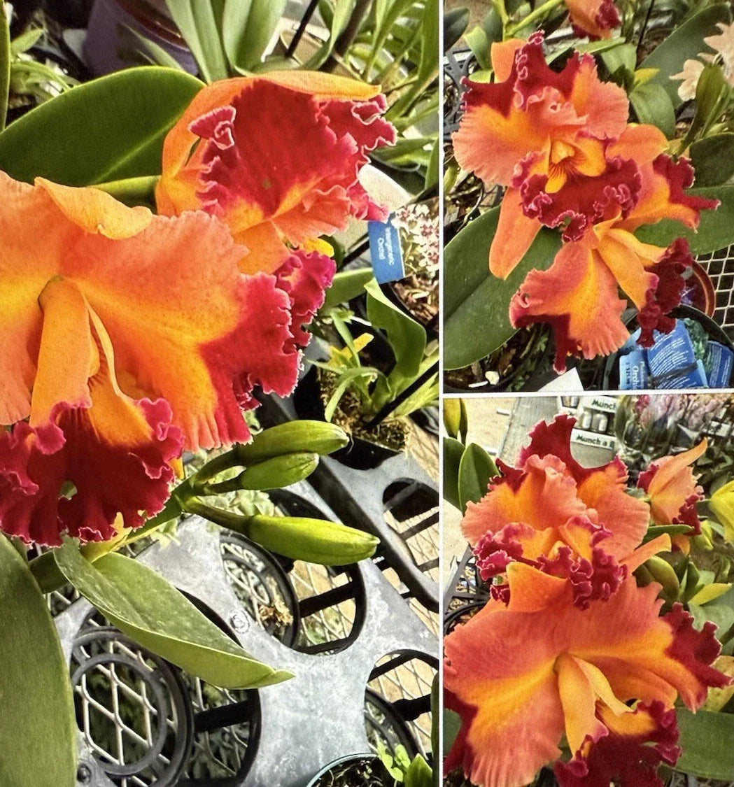 Cattleya Orchid Plant 3 Rooted Stem Bare Root Rlc Chief Queen - No Tag, Live Indoor Flowering Houseplant