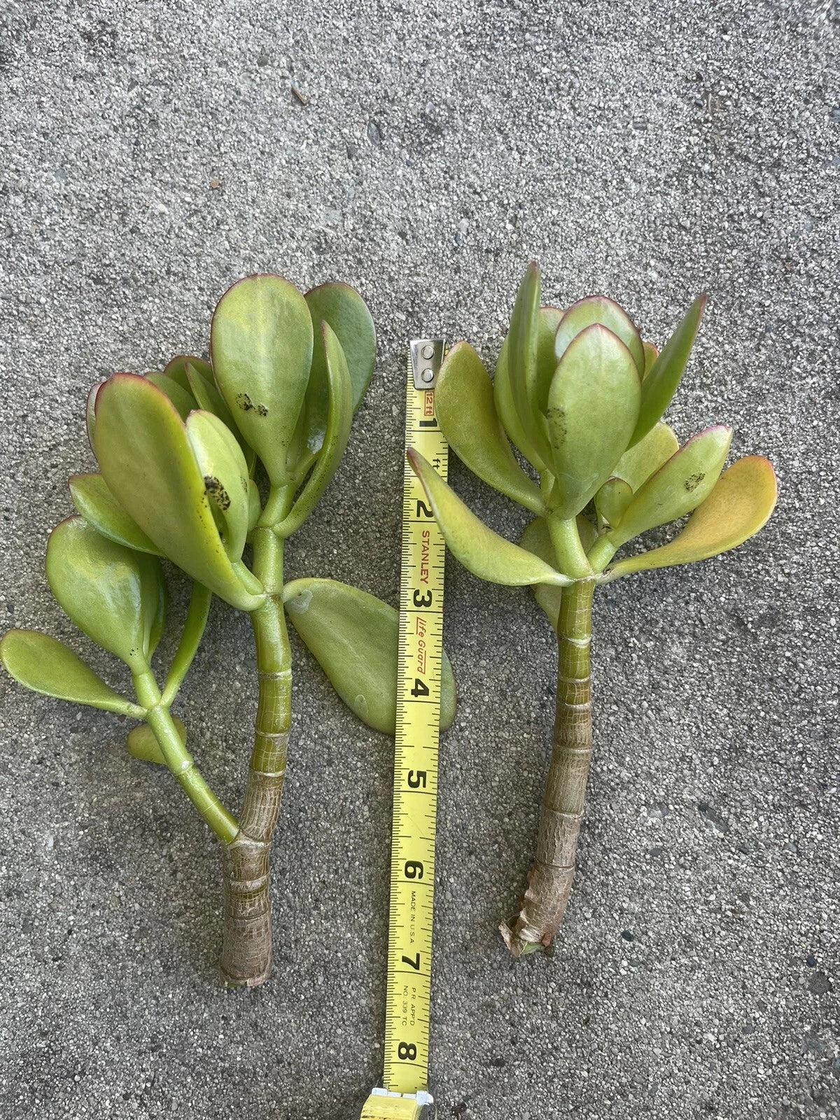 Thick Cutting Jade Plant Succulent 4"-6" Crassula ovata - Indoor Houseplant for Easy Care and Low Light