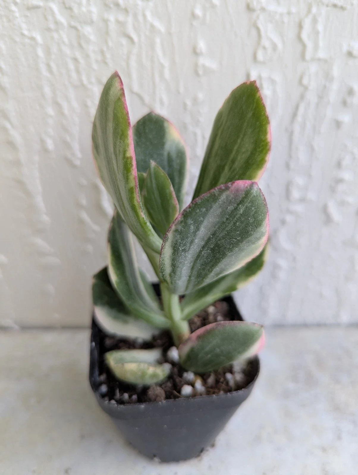 Variegated Jade Plant in 2 Inch Pot - Crassula Ovata Succulent, Indoor Houseplant, Low Maintenance Greenery