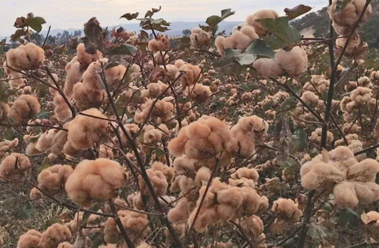 Brown Cotton Seeds - 25 Pack - Gossypium - USA Seller - Best Price